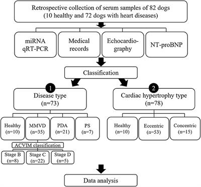 Identification and Characterization of Circulating MicroRNAs as Novel Biomarkers in Dogs With Heart Diseases